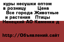 куры несушки.оптом 160 в розницу 200 › Цена ­ 200 - Все города Животные и растения » Птицы   . Ненецкий АО,Каменка д.